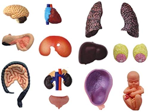 Amazon.co.jp: 人体模型 4D透明人間の臓器解剖モデル妊婦骨盤